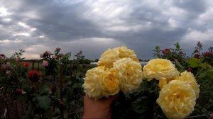 Штамбовые розы прогулка по питомнику!