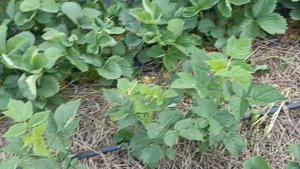 Состояние малины Маравилла которая высаживалась мелк