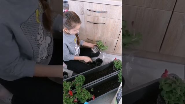 Балконные цветы /сурфиния/пеларгония/Balcony flowers, surfinia, pel