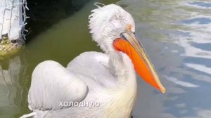 ❓ Друзья, вы интересовались, как же мы проводим просветительские вебинары "Живая книга"?