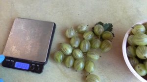 БЕЛЫЙ  ТРИУМФ. Крыжовник с высокими показателями. / Кол