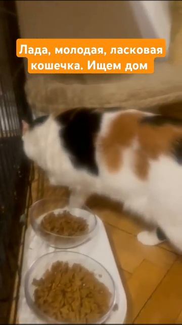Санкт-Петербург, Кошечке ищем дом +79213350475 #помощьбездо? смотреть онлайн