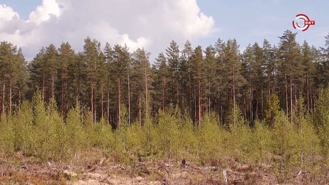 Посадки леса смотреть онлайн