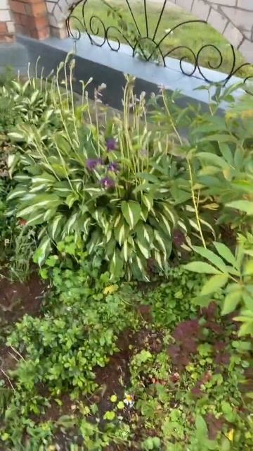 Реконструкция клумбы #desinger #garden #house #дача #сад #architecture #n смотреть онлайн