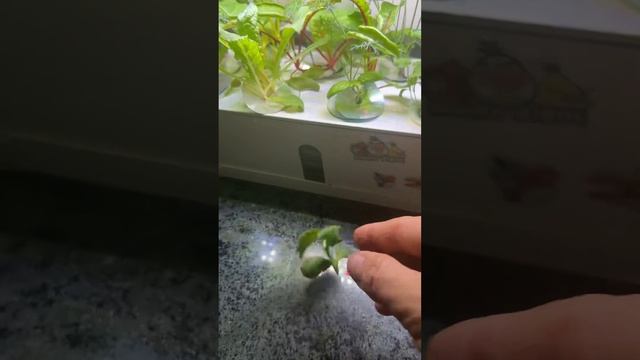 Зелень на кухне Три недели роста . Гидропоника Дома