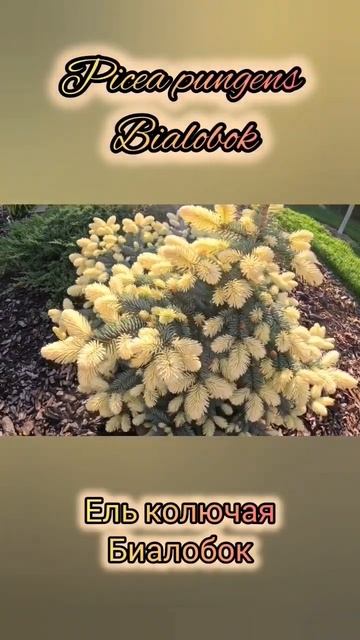 Редкие хвойные🔥Picea pungens Bialobok🌲Ель колючая Биалобок #с