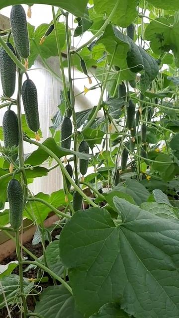 Эта подкормка сводит огурцы с ума и они плодоносят с е? смотреть онлайн