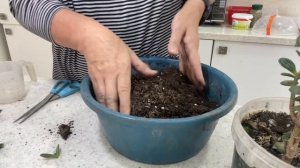 Осенняя обрезка и пересадка Крассулы (Денежного дерев