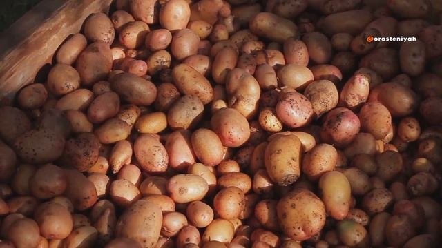 Картошка: Советы и Лайфхаки для Выращивания Вкусного ?