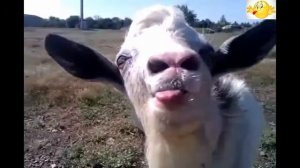 ПРИКОЛ С КОЗЛОМ - СМЕШНОЙ КОЗЕЛ СМОТРЕТЬ ВИДЕО В ЮТУБ