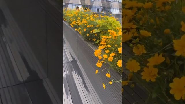 Озеленение террасы от FlorGazm смотреть онлайн