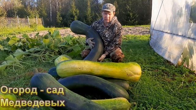 Отличный урожай тыкв в этом сезоне смотреть онлайн