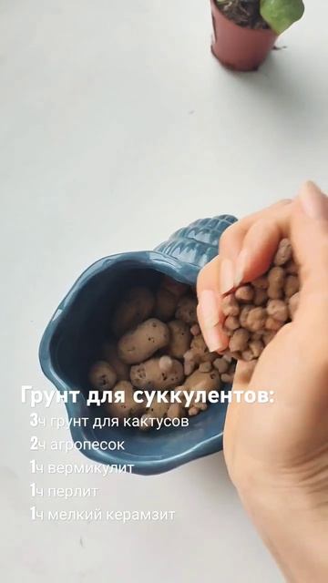 Готовим грунт для суккулентов смотреть онлайн