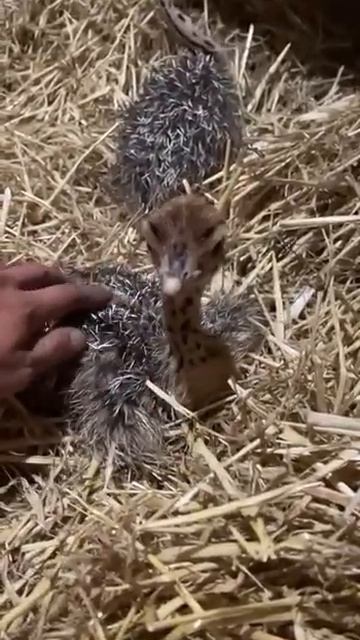 страусята #ферма #выращивание #птицы #animals #chicken #summer смотреть онлайн