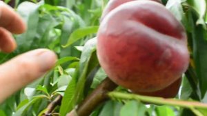 Персик ранний Шугар Тайм 09.07.19 persikovod.com