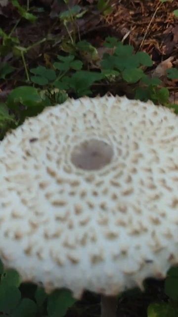 это вкуснейший гриб зонтик или ядовитый? смотреть онлайн