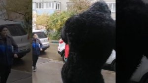 King 👑 Kong умеет бегать)))🔥