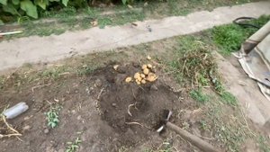 Копаем картошку И Собираем КАРТОШКА ГИГАНТ ОТ ПЕРВОГО