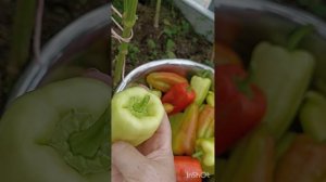 Честный отзыв о перце Джипси  F1🫑