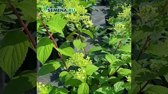 Гортензия метельчатая Диамантино смотреть онлайн