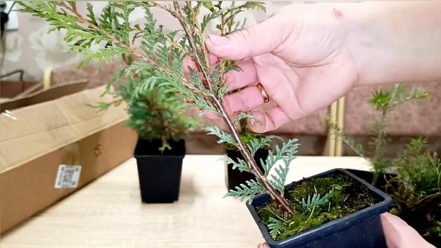 ЗАКАЗ ХВОЙНЫХ РАСТЕНИЙ НА WILDBERRIES// ОБЗОР ПОСЫЛКИ С ХВОЙ смотреть онлайн