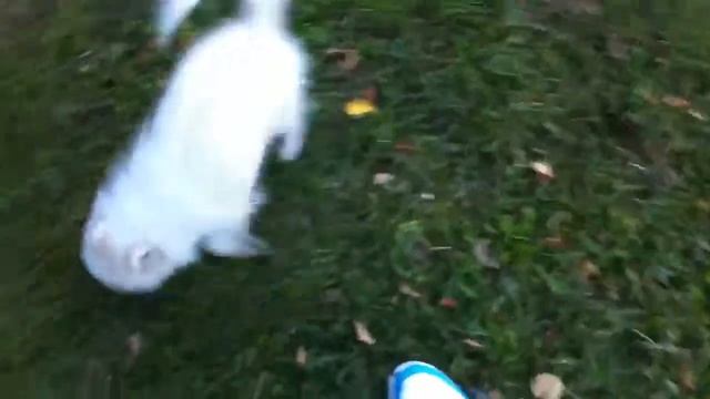 Теодор на первой прогулке