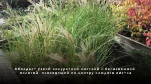 Мискантус китайский Morning Light