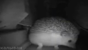 ежик чихнул и коза упала