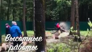 Аварийное дерево