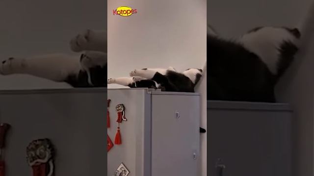 И_смех,_и_милота!_Лучшие_моменты_с_котами_и_собаками_❤🐾_Видео_для