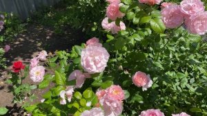 Английские розы. Лучшие сорта с описанием и краткой ха