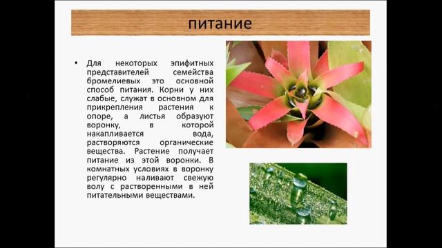 внекорневая подкормка