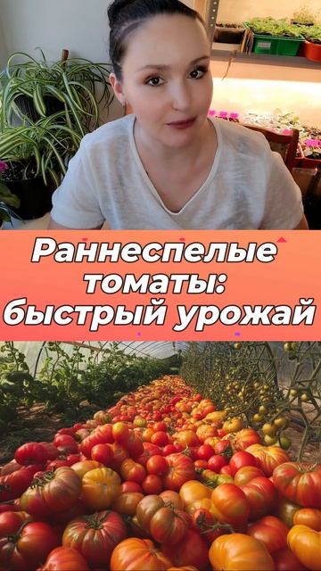 Раннеспелые томаты, быстрый урожай смотреть онлайн