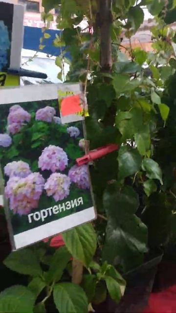 #Саженцы#КрасивыеРастения#ЛучшиеРастения#Опт#Розница
