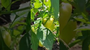 Воронежский перец в загущенной посадке. Открытый грун