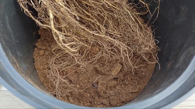 Когда обрезать, куда сажать метельчатую гортензию ОКС смотреть онлайн