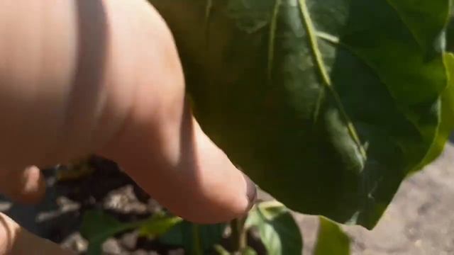 засуха делает своё дело😢 смотреть онлайн