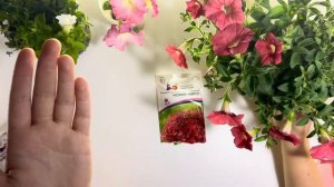 Полный обзор моих сортов петунии на 2025 год