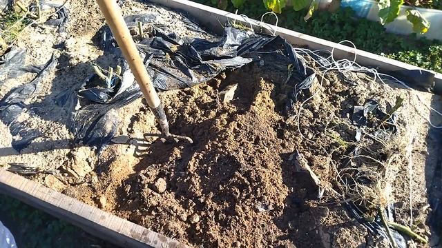 Как вырастить мощную корневую систему у томатов смотреть онлайн