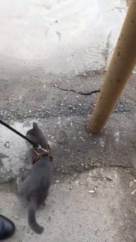 Тишка вышел погулять.