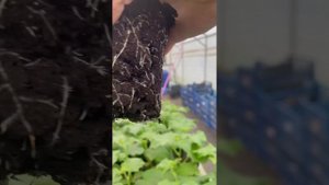 Огурцам 1 месяц от посева #марьянская #огород #теплица #
