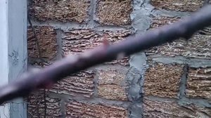 Обрезка и расположение плетистой розы в первые 2-3 года