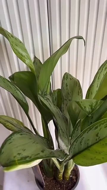 цвет #уход #цветы #растения #гүлдер #гуллар #пересадка #? смотреть онлайн