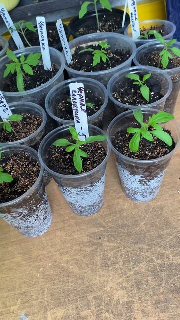 Рассада помидор#дача#садоводничество смотреть онлайн