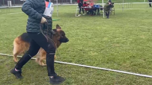 РАБОЧИЙ КОБЕЛИ ДШ / КЧК СМОЛЕНСК 1 мая`25 Е.Силаева Моно немецких овчарок