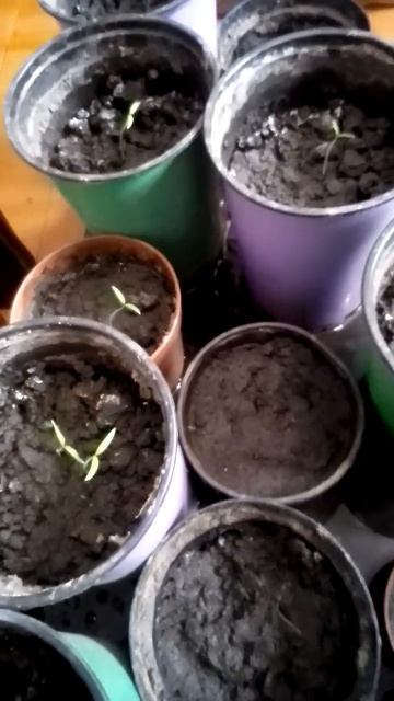 Помидоры розовый гигант всходят позже видео ещё будет смотреть онлайн