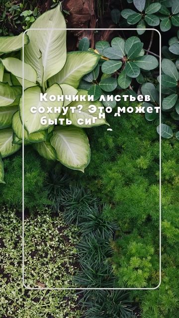 Почему у #растения #сохнут кончики #листьев? смотреть онлайн