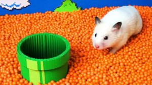 Умнейший Хомячок проходит через самые сложные препятствия! Приключения Хомячка Хомы для детей