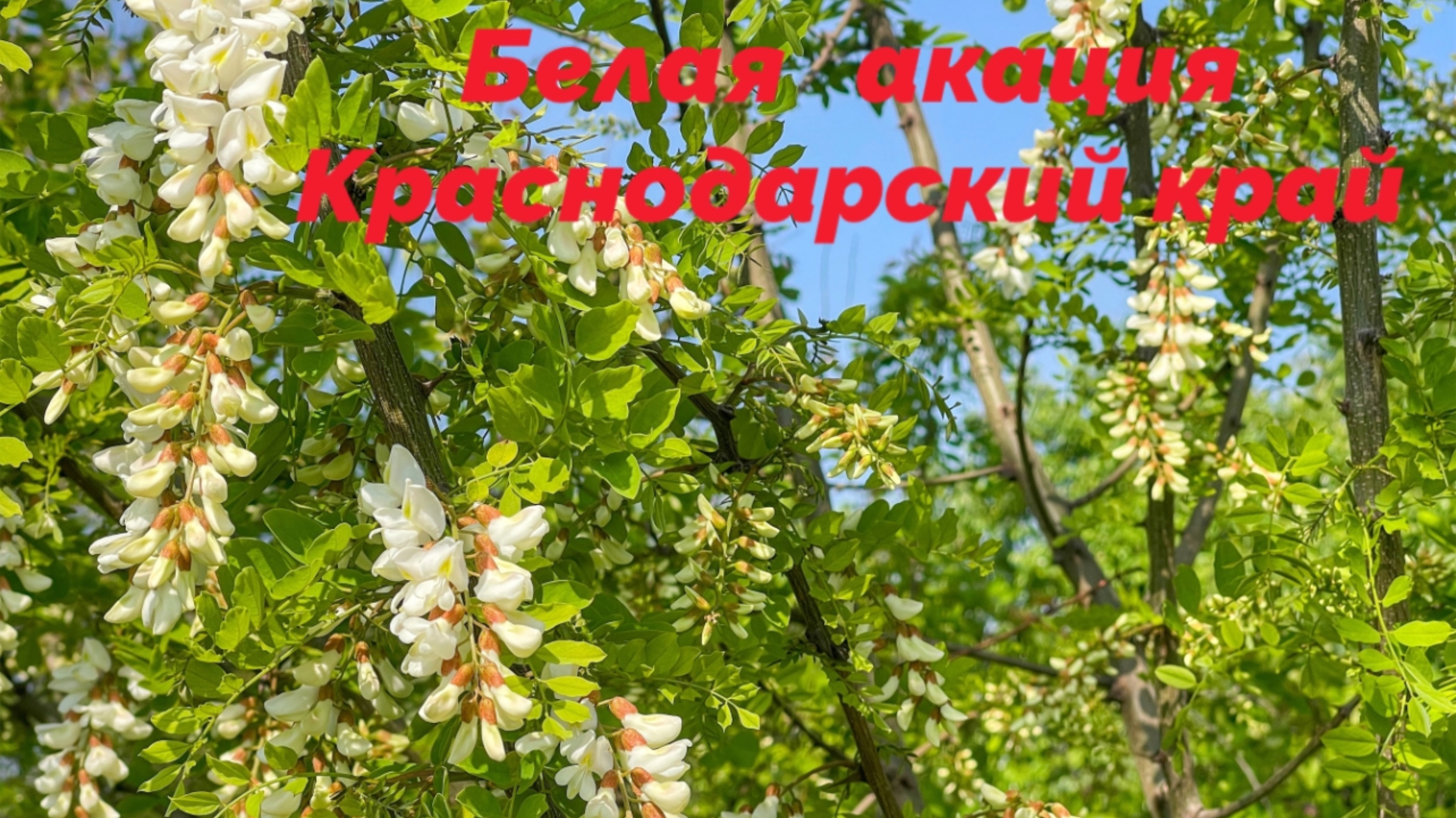 Краснодарский край. Зацвела белая акация. 5 мая 2025