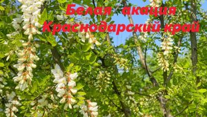 Краснодарский край. Зацвела белая акация. 5 мая 2025